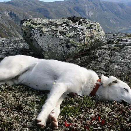Haukeli Husky Rauland
